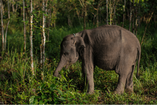 gajah-di-camp-tegal-yoso