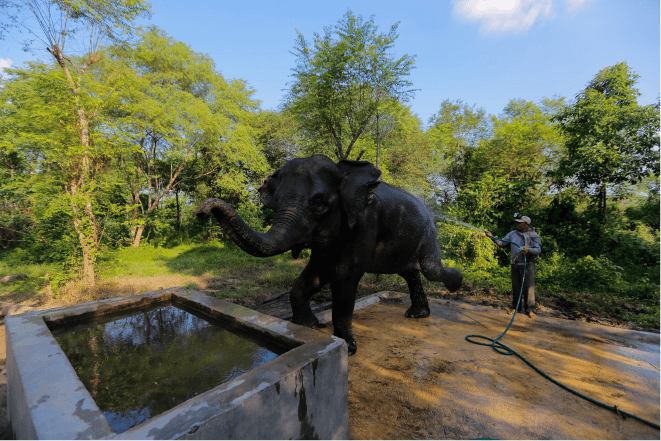 gajah-dimandikan