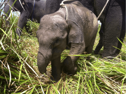 gajah-erin