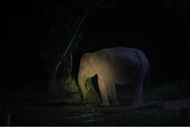 gajah-melly