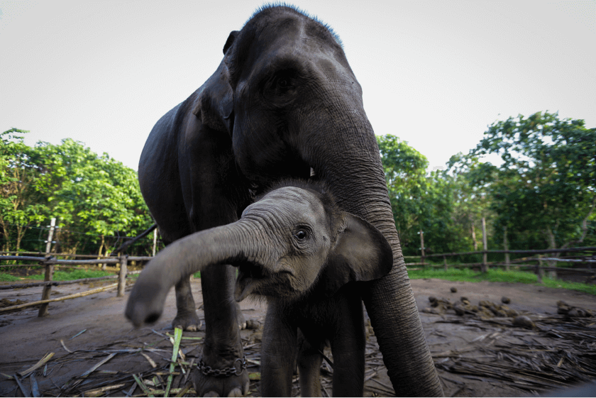 kamp-gajah