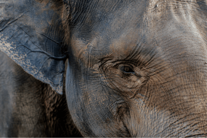 kamp-gajah