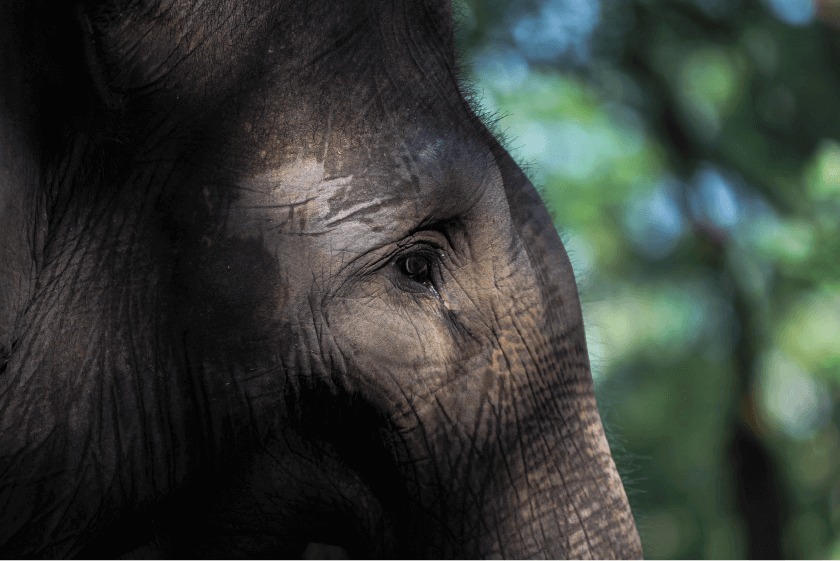 kamp-gajah