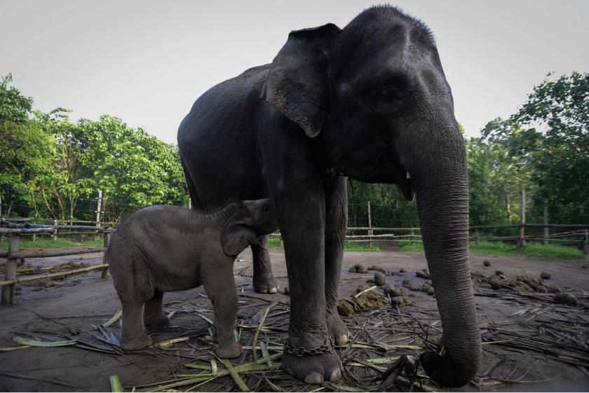 kamp-gajah