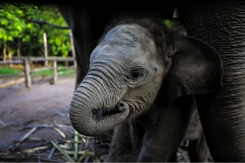 kamp-gajah
