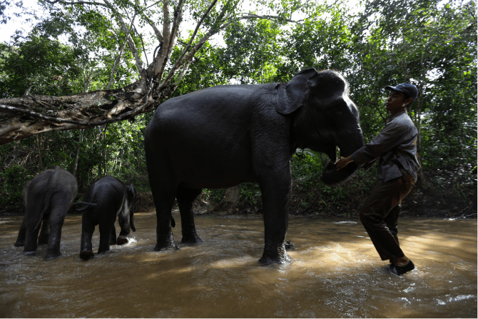 liputan-gajah-liar