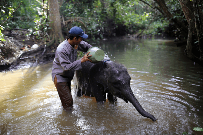 liputan-gajah-liar