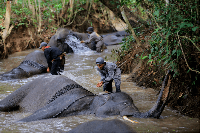 liputan-gajah-liar