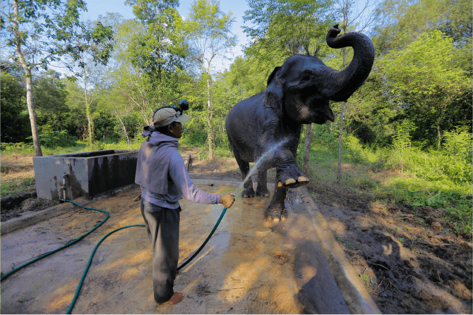 liputan-gajah-liar