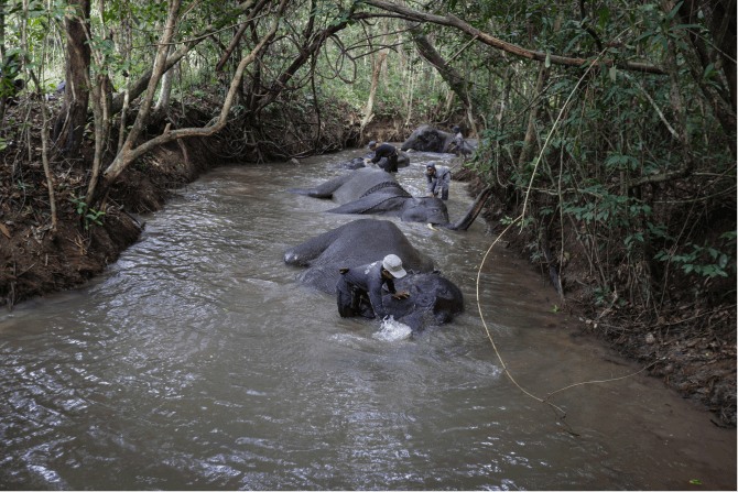 liputan-gajah-liar