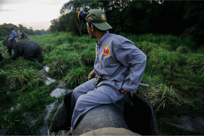 monitoring-gajah-liar