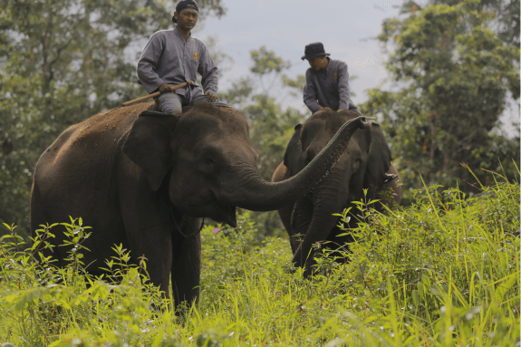 pawang-gajah